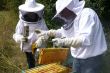Рекомендации для владельцев пасек и производителей продукции пчеловодства